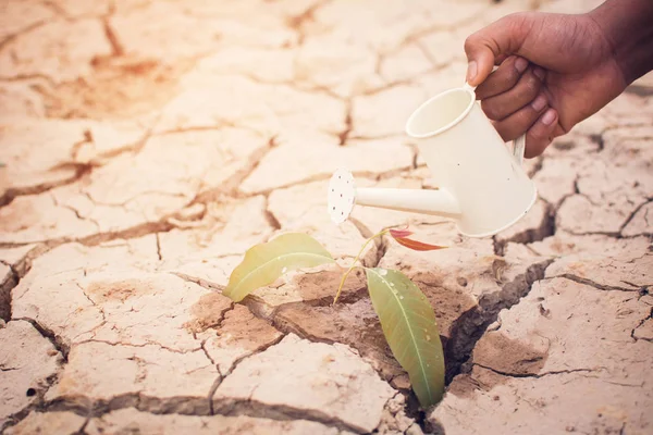 手に小さな緑の植物に水をまくの少年の概念干ばつ 乾燥地面の亀裂 世界を救う — ストック写真