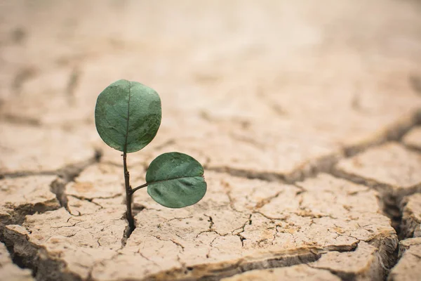 小绿植物在裂缝干地上 概念干旱 — 图库照片