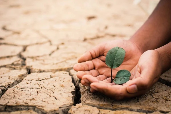 少年の手はひびの入った乾いた地面に小さな緑の植物を保存概念の干ばつと危機の環境 — ストック写真