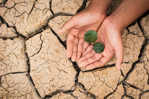 Mãos Menino Salvar Pouca Planta Verde Terreno Seco Rachado Conceito — Fotografia de Stock