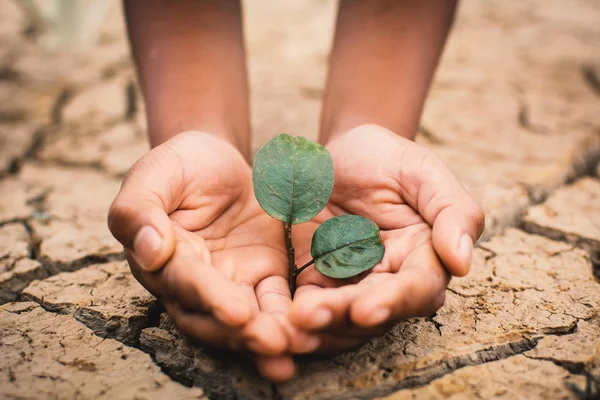 Tangan Anak Laki Laki Menyimpan Tanaman Hijau Kecil Tanah Kering — Stok Foto
