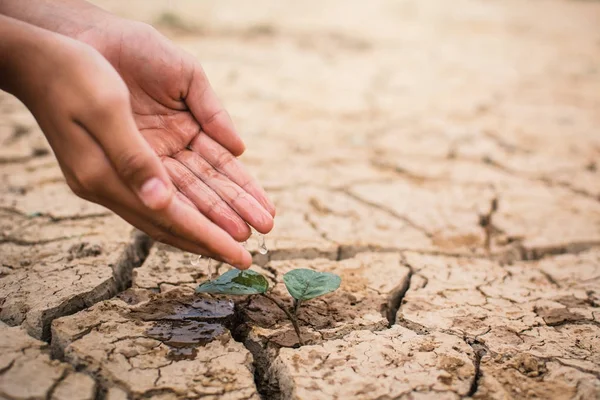 Mãos Menino Regando Pequena Planta Verde Terra Seca Crack Conceito — Fotografia de Stock