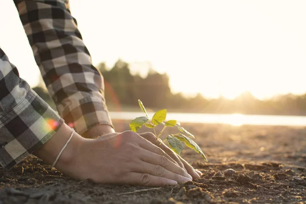 Mensenhanden Aanplant Groen Plantje Gebarsten Droge Grond Concept Droogte Milieu — Stockfoto