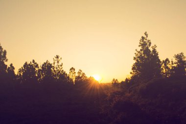 Siluet çam ışık ile orman günbatımı, kış mevsiminde ağaçlar.
