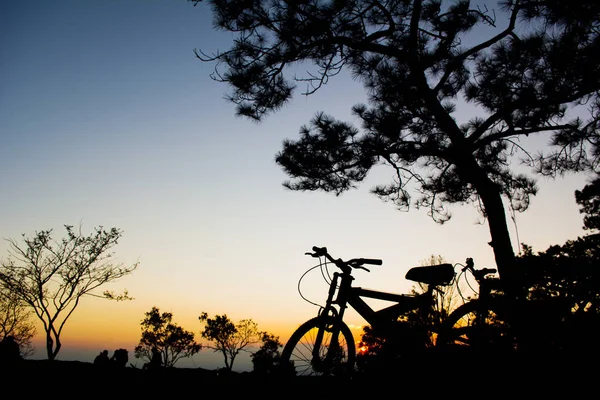 Sylwetka Roweru Drewna Sosnowego Drzewa Lasu Światła Zimą Zachód Słońca — Zdjęcie stockowe