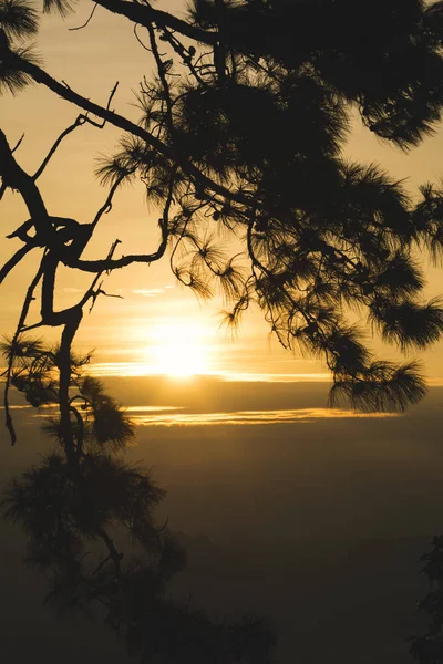 Silhouette of  pine trees during sunrise in the morning, winter season, Phu Kradueng National Park, Loei , Thailand