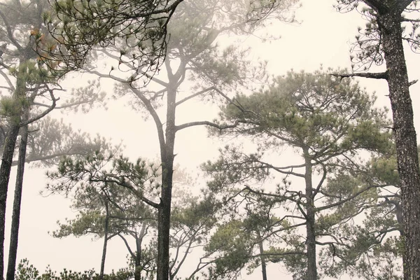 Pinheiros Estação Inverno Montanha Superior Phu Kradueng National Park Loei — Fotografia de Stock