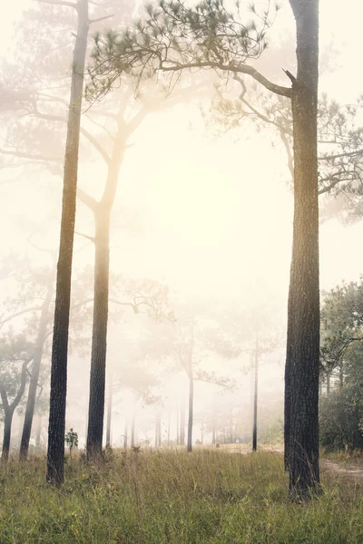 Pinheiros Estação Inverno Montanha Superior Phu Kradueng National Park Loei — Fotografia de Stock