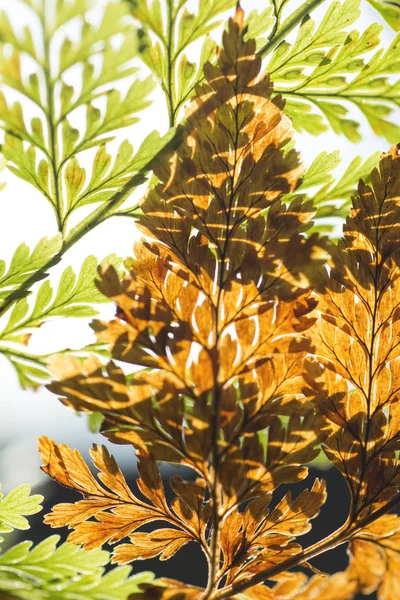 Gros Plan Beau Fond Feuilles Fougère Avec Lumière Soleil Dans — Photo