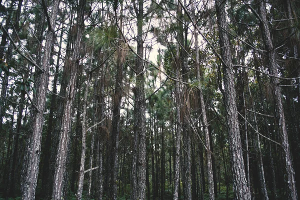 Pins Saison Hiver Sur Sommet Montagne Parc National Phu Kradueng — Photo