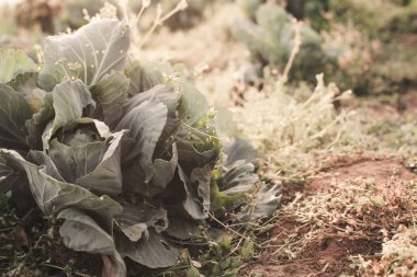 Taze lahana bahçesinde zeminde