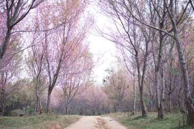 Güzel Himalaya çiçeği Phu lom lo Tayland, yumuşak odak