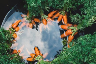 Grup üzerinde plastik kase taze bebek havuç