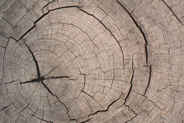 wood background for texture