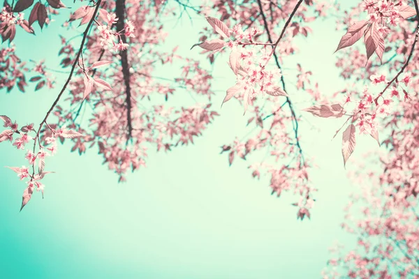 Beautiful Himalayan blossom on Phu lom lo Thailand,soft focus — Stock Photo, Image