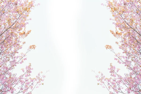 白い背景の上の美しいヒマラヤ桜 — ストック写真