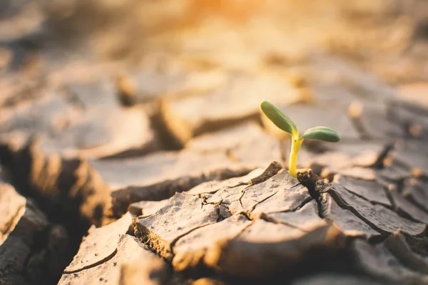 Pequena Planta Verde Chão Seco Crack Conceito Seca — Fotografia de Stock