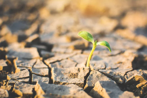 Groen Plantje Droge Grond Spleet Concept Droogte — Stockfoto