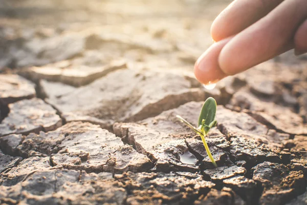 Mano Humana Regando Pequeña Planta Verde Suelo Seco Grieta Concepto — Foto de Stock