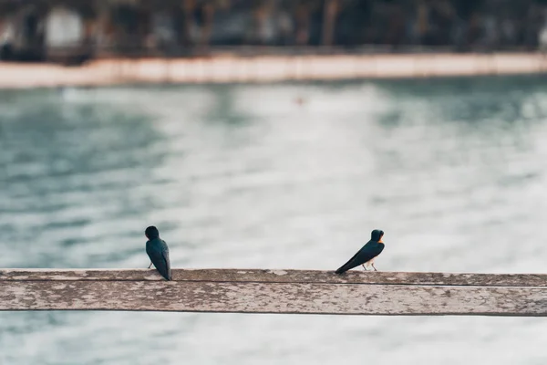 Pájaros Sentados Muelle — Foto de Stock