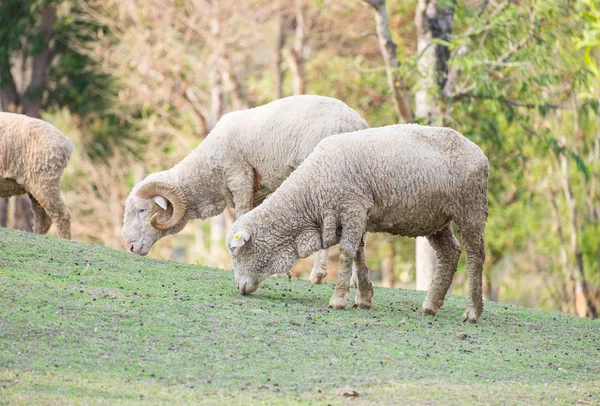 Groupe moutons debout pente — Photo