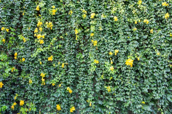 Ivy zelených stinných obal — Stock fotografie