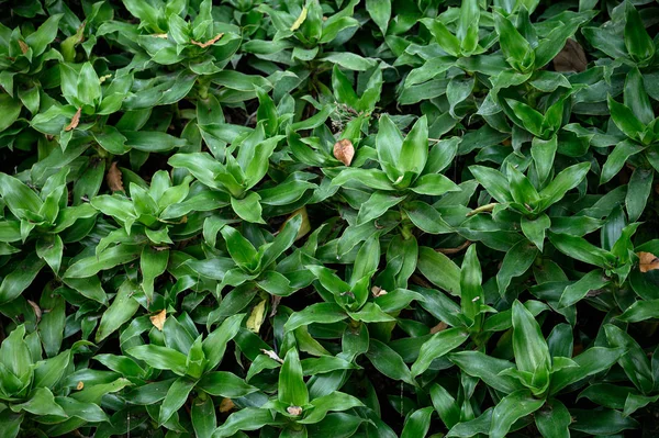 Foglie verdi di tappeto tropicale savana erba — Foto Stock