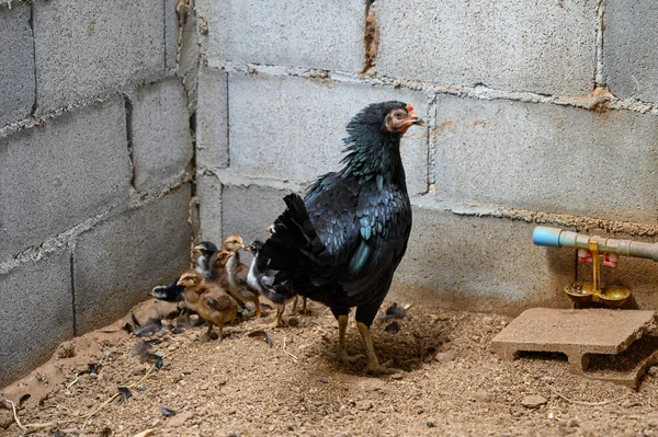 Курица с цыплятами, выращенными в кабинке — стоковое фото