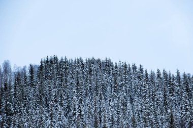 Tepedeki çam ormanına kar yağdı.