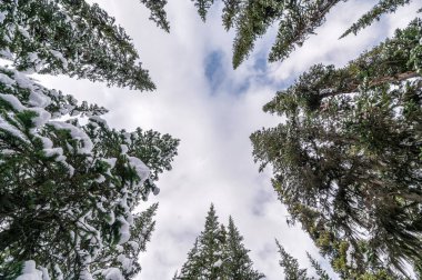 Mavi arka planda bulutlu çam ağaçlarında kar