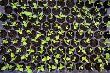 Toprak tepsisinde yetişen kırmızı biber.