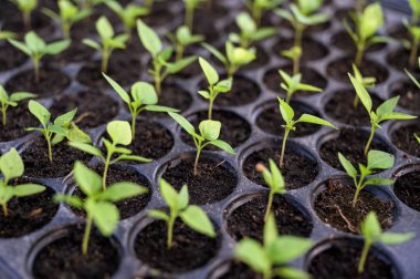 Toprak tepsisinde yetişen kırmızı biber.