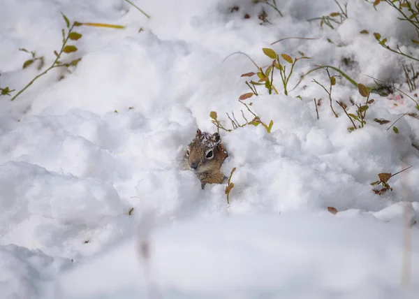 Brown Squirrel busca comida en la nieve —  Fotos de Stock