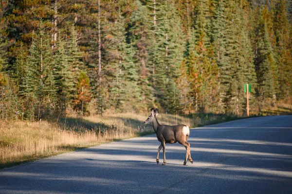 Joven ciervo marrón cruzando en la carretera en el bosque — Foto de Stock