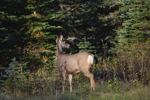 Ciervo marrón joven de pie y mirando en el bosque —  Fotos de Stock