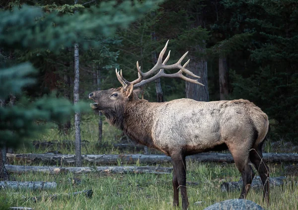 Largest Elk with horns bugling herd in forest — 스톡 사진