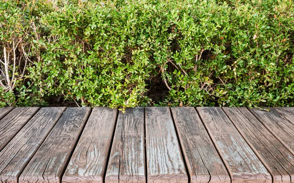 Tablón de madera grunge con planta verde — Foto de Stock