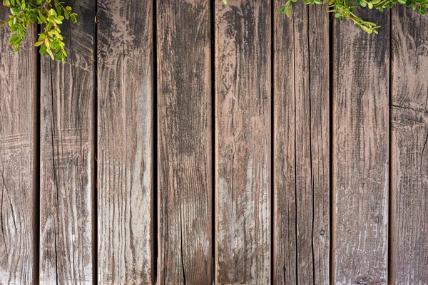 Grunge Holzplanke mit grünen Blättern — Stockfoto