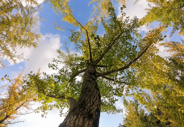 Gul Ginkgo Biloba träd med moln och blå himmel i trädgården — Stockfoto