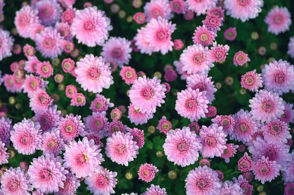 Pink Asteraceae flower blooming in garden — 스톡 사진