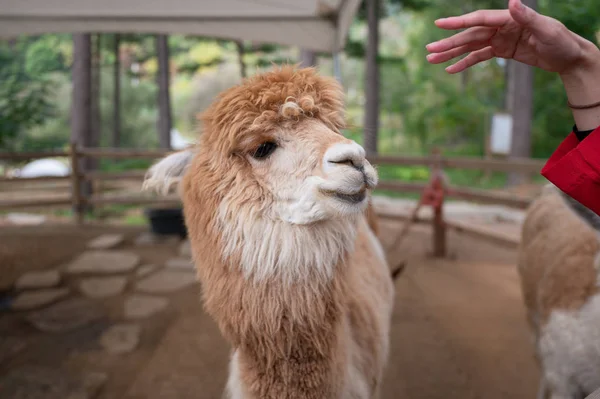 Alpaca päls brun ler — Stockfoto