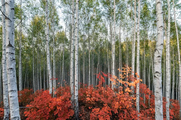 Björkträd med röda löv växt på hösten på Inje skog — Stockfoto