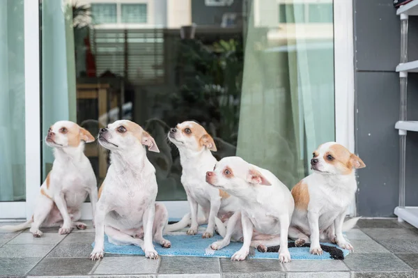 Group of Short-hair Chihuahua sitting and looking