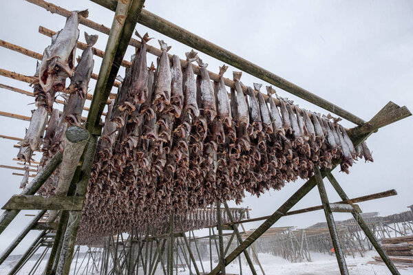 Cod fish headless drying on wooden racks in winter