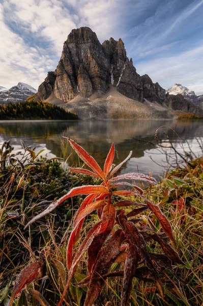 Montañas rocosas con planta roja en el lago Celureño en Assiniboine p — Foto de Stock
