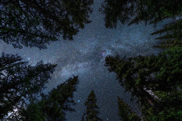 Pins avec la voie lactée dans le ciel nocturne — Photo
