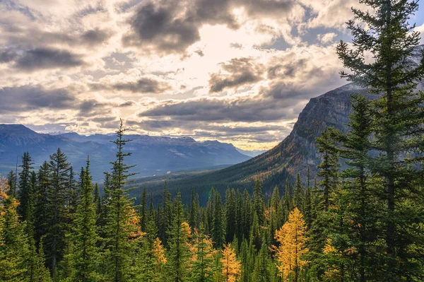 Δάσος πεύκου με βραχώδη βουνά το πρωί στο Banff nationa — Φωτογραφία Αρχείου