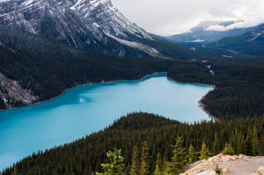 Peyto Gölü manzarası Kanada 'daki Banff Ulusal Parkı' ndaki tilkiye benziyor.