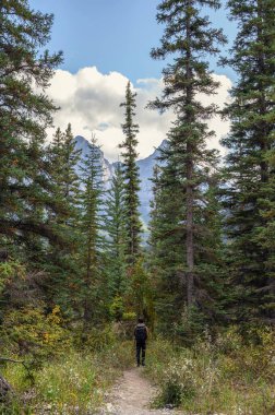 Ulusal parktaki dağlarla çam ormanlarında yürüyen bir gezgin.