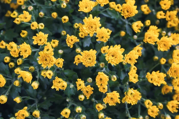 Yellow Chrysanthemum Flower Blooming Green Stalk Garden — Stock Photo, Image